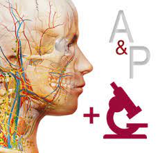 Visible Body Anatomy & Physiology 6.2.07